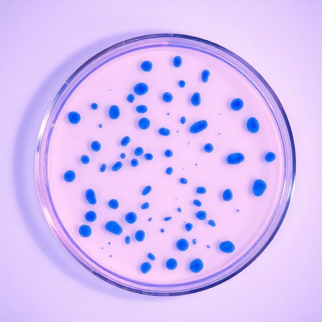 Beautiful Petri Dish of Bacteria, Pink, Blue