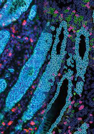 Blue turquoise green spatial cell tissue image