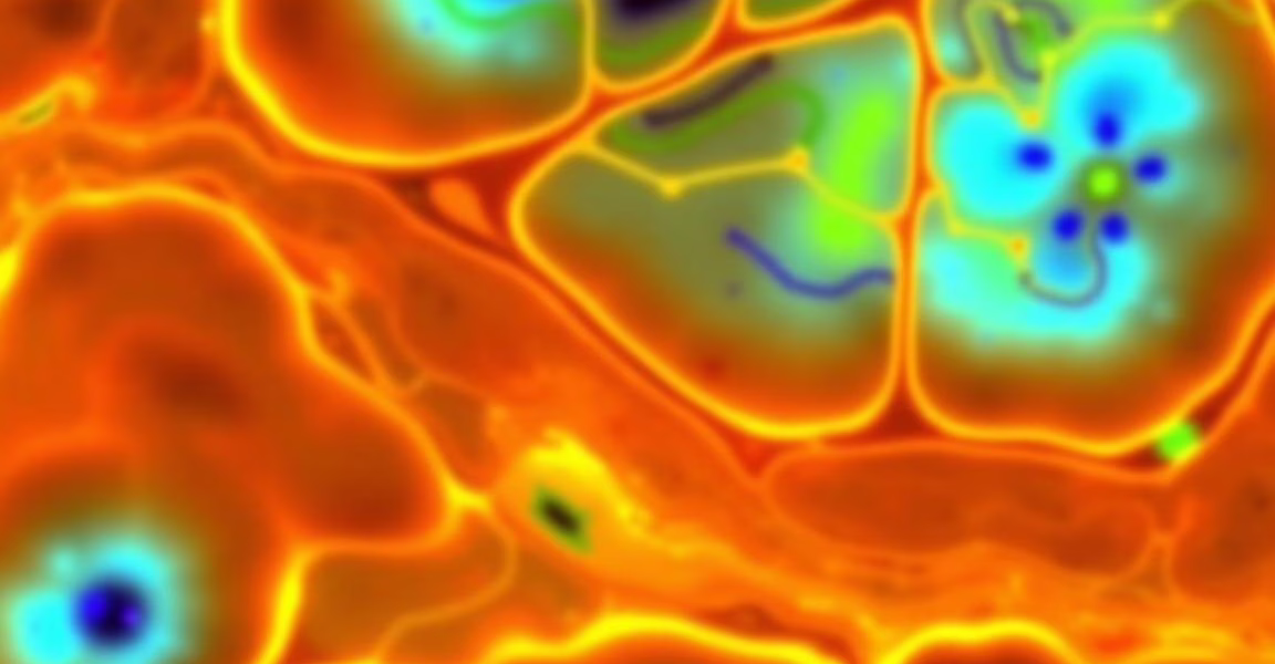 Exploring Neuron-Glia Interactions: A New Frontier in Aging Research