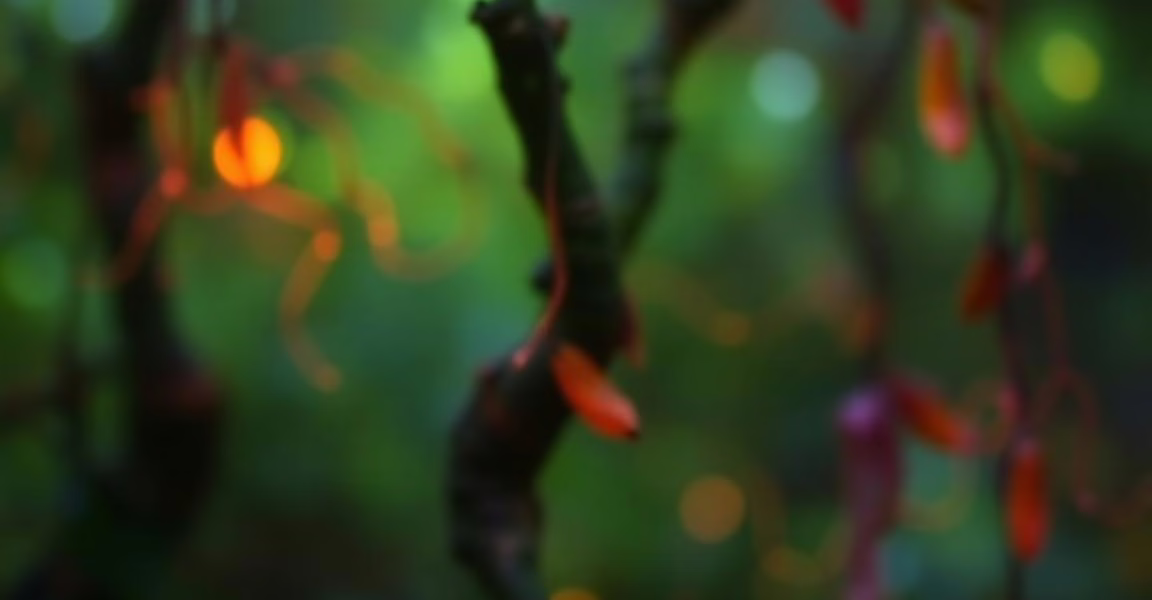 The Rise of Ibogaine: A New Chapter in Psychedelic Medicine