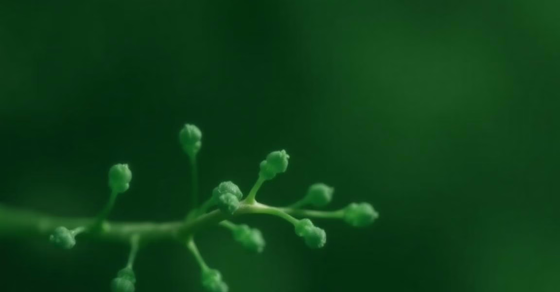 Specialised Therapeutics Secures Approval for Zepzelca in Combination Therapy for Small Cell Lung Cancer