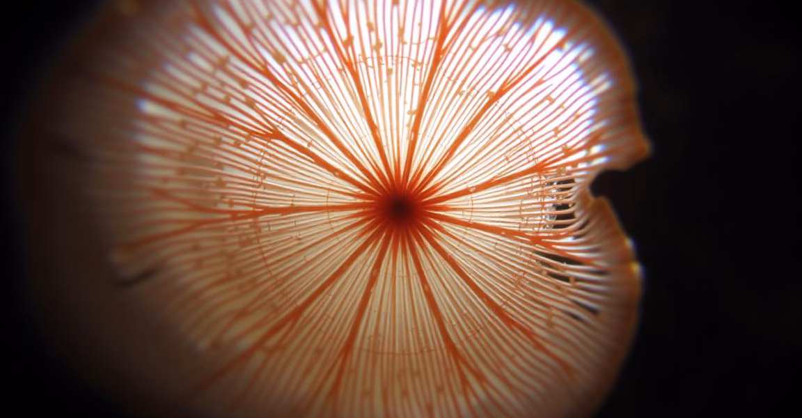 Innovative Living Fungal Fibers: The Future of Adaptive Materials
